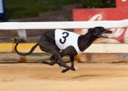 SA Bred and Owned Sometimes Speedy Wins Group 1